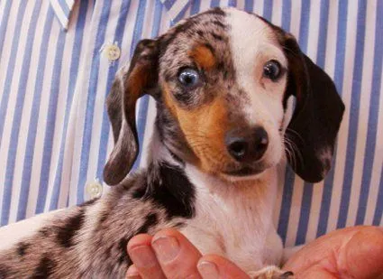 criaderos de dachshund, criadores de salchicha