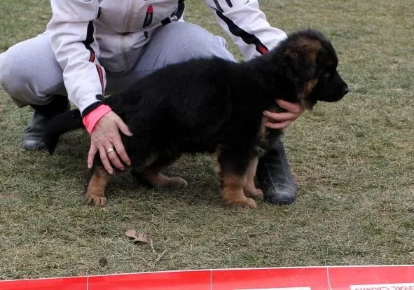 CRIADORES PASTOR ALEMAN - TIERRAS CHARRAS