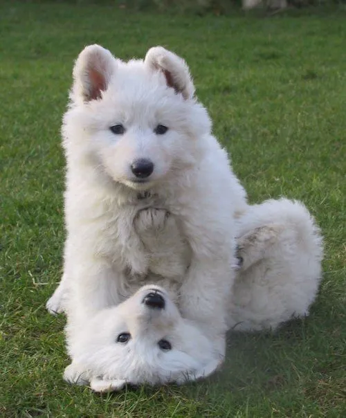 criadores perros barcelona, criaderos barcelona, criadores perros ...