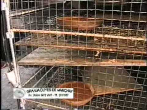 Crianza de Cuyes en jaulas con uso de Forraje Hidroponico - YouTube