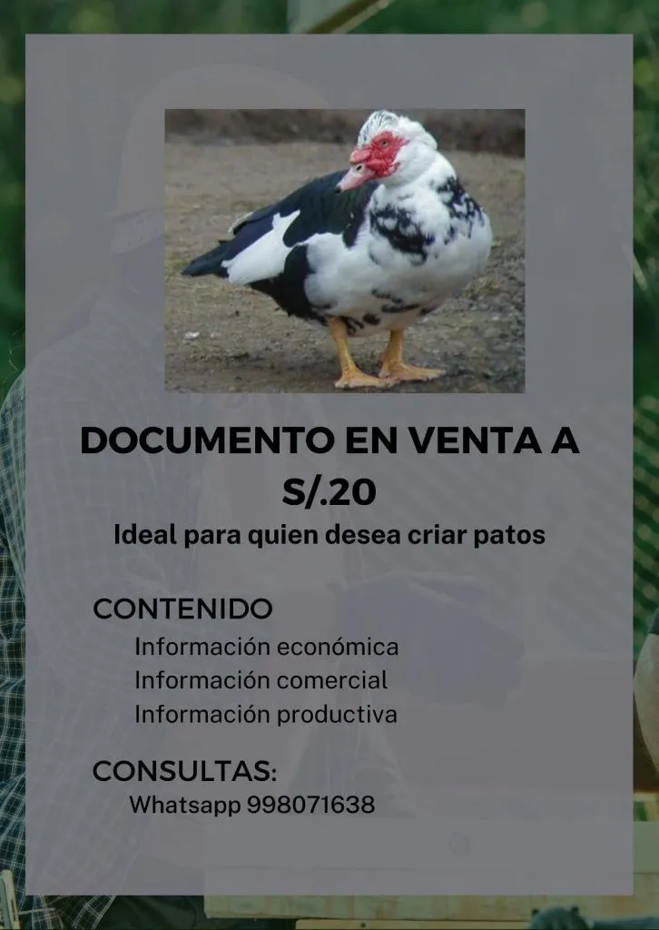 Crianza de Patos Criollos Muscovys | Proyectos Peruanos Crianza de Patos Criollos Muscovys | Proyectos Peruanos