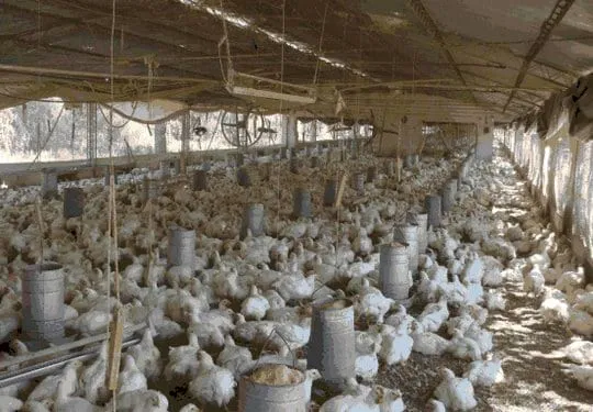 Crianza de pollo de engorde: Ambiente. Diseño. Calidad de aire ... Crianza de pollo de engorde: Ambiente. Diseño. Calidad de aire ...