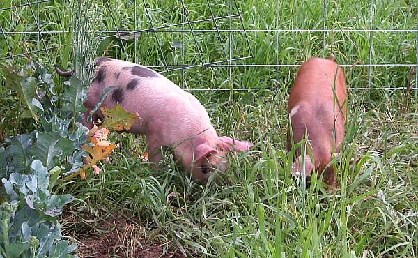 Criar cerdos para autosuficiencia - Animales, Economía Criar cerdos para autosuficiencia - Animales, Economía