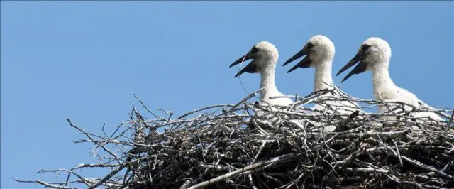 Tres crías de cigüeña esperan a su madre en el nido. EFE/Archivo ...