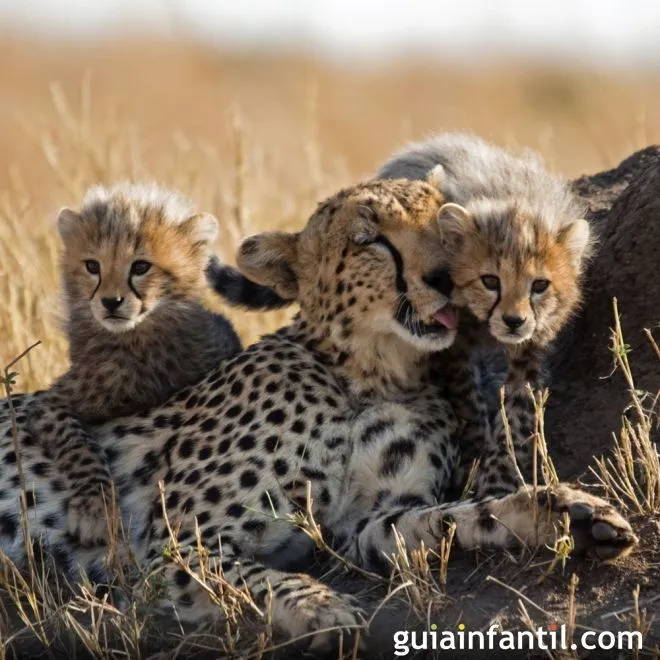 Crías de guepardo con su madre - Instinto maternal de los animales Crías de guepardo con su madre - Instinto maternal de los animales