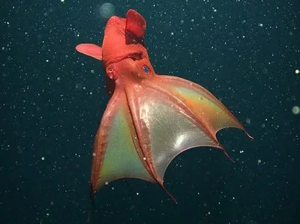 Las criaturas mas extrañas del planeta viven en el fondo del mar ... Las criaturas mas extrañas del planeta viven en el fondo del mar ...