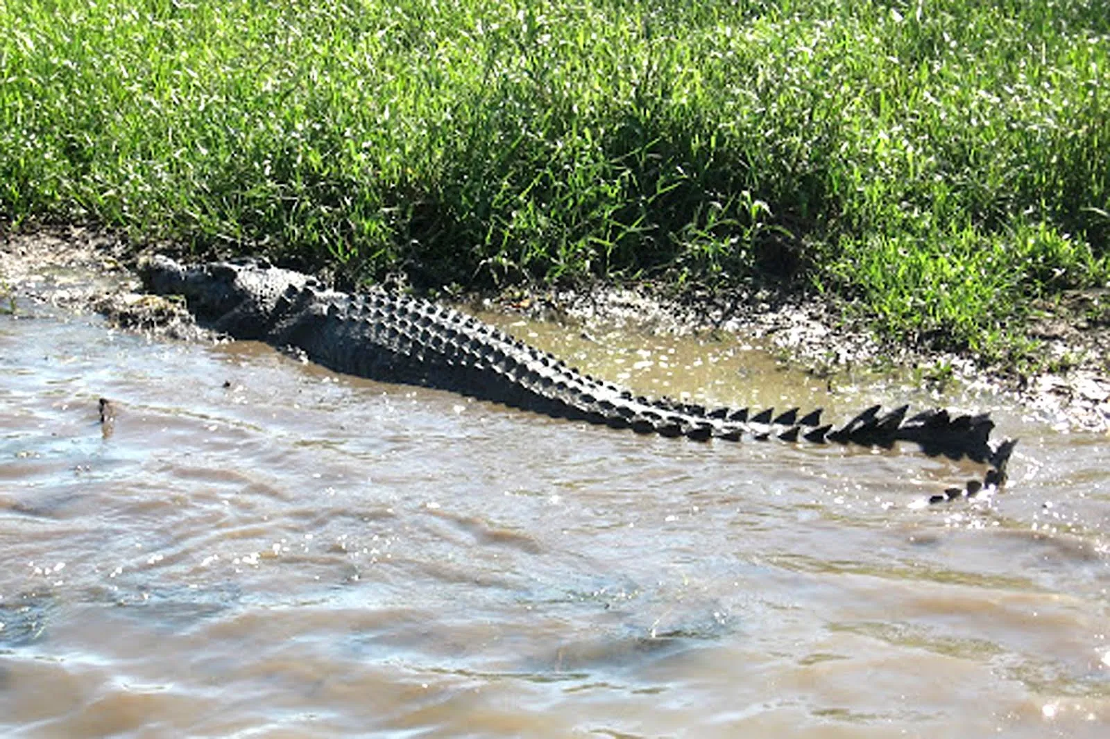 Dragones reales en el mundo - Imagui