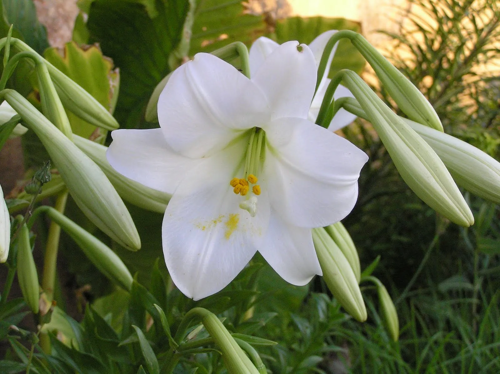 crinum malacitano: Azucenas, boda y concierto de latas.