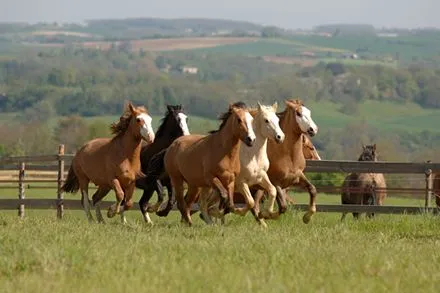 CRIOLLO ARGENTINO - Fotos de Caballos de la raza Criollo Argentino - CRIOLLO ARGENTINO - Fotos de Caballos de la raza Criollo Argentino -