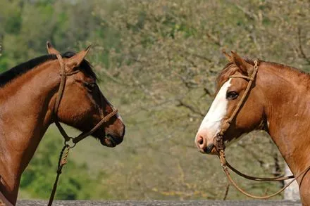 CRIOLLO ARGENTINO - Fotos de Caballos de la raza Criollo Argentino - CRIOLLO ARGENTINO - Fotos de Caballos de la raza Criollo Argentino -
