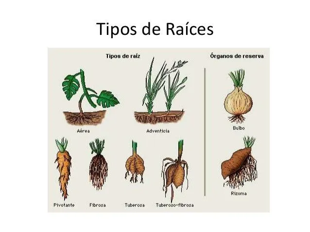 criptogamas-16-638.jpg?cb= ...