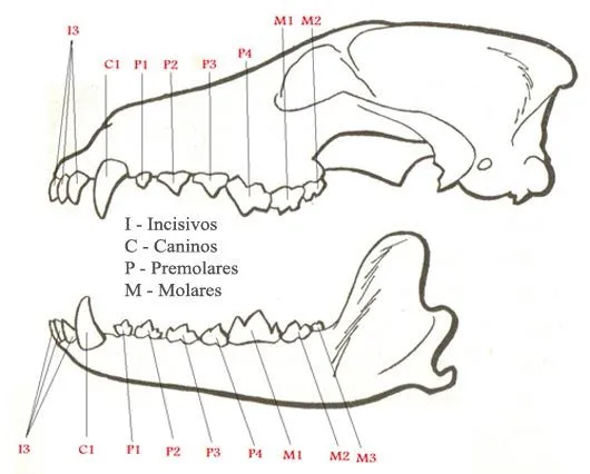 Cris BJ-BiologiaIV: marzo 2011