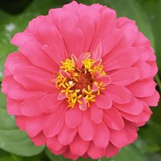 Crisantemo rosado