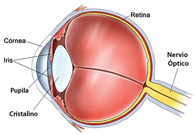Es el cristalino del ojo humano circular o elíptico? (I ...