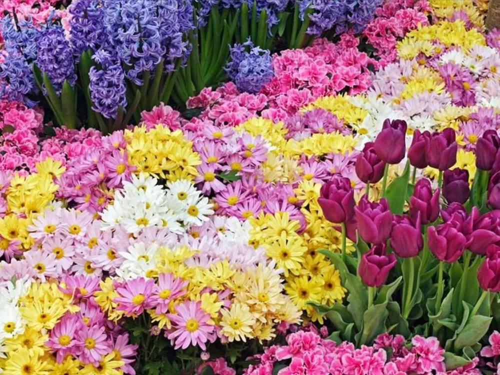 Cronica con flores, | Secretos de la Cuarta Dimensión Cronica con flores, | Secretos de la Cuarta Dimensión
