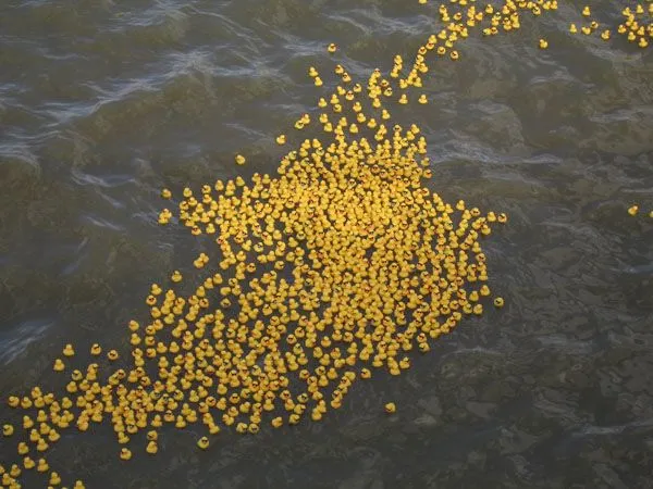 Crónicas de una cámara » 20.000 patitos de goma
