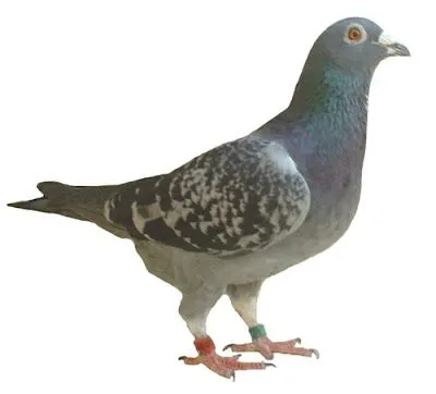 Cronicas de Mil en Uno: Se equivocó la Paloma