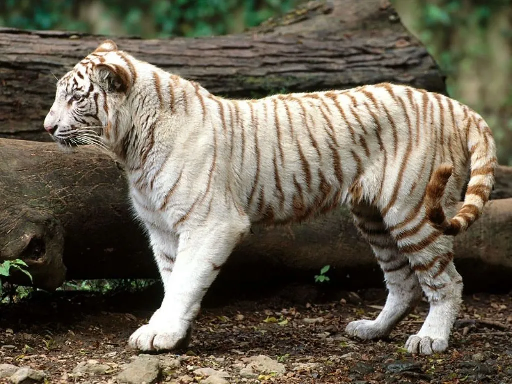Crónicas del reino animal...: El Tigre Blanco Crónicas del reino animal...: El Tigre Blanco