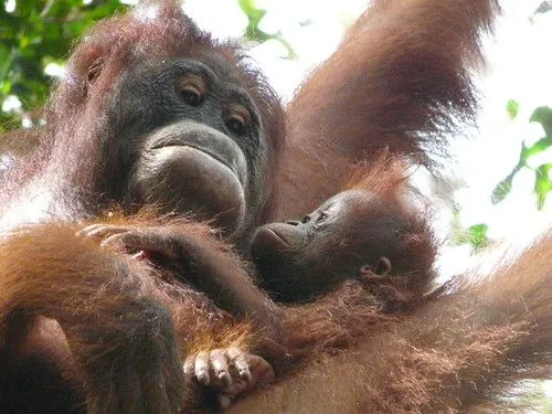 Crónicas de un viaje a Indonesia 4: Orangutanes en Borneo Crónicas de un viaje a Indonesia 4: Orangutanes en Borneo