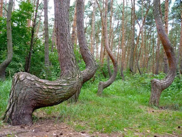 Crooked Forest, bosque curvado en Polonia – Marcianos Crooked Forest, bosque curvado en Polonia – Marcianos