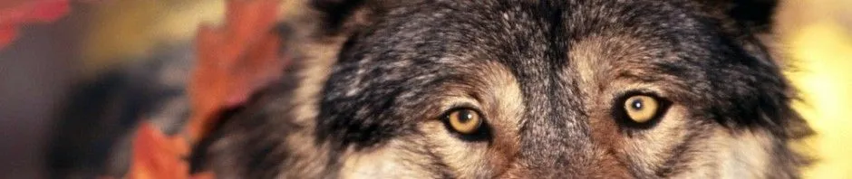 LOBOPEDIA » Lobos. Enciclopedia Ilustrada