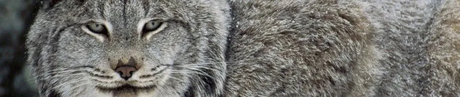 cropped-Canadian-Lynx-Canada.jpg