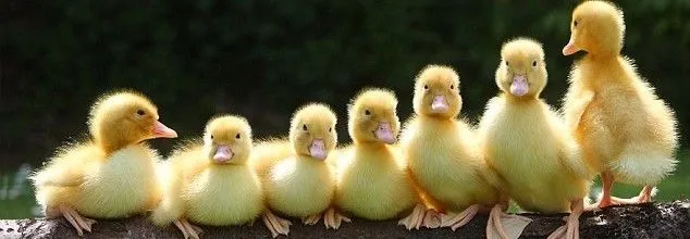 La Cueva de los Patitos | Crianza con amor. Muchos besos, brazos ... La Cueva de los Patitos | Crianza con amor. Muchos besos, brazos ...