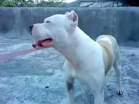 Cruce de Pitbull + Boxer = PitBox (Capitán) - YouTube Cruce de Pitbull + Boxer = PitBox (Capitán) - YouTube