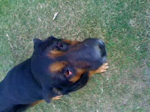 Cruce de rottweiler y pastor aleman - iPhone Cycorder - Pantero el ...