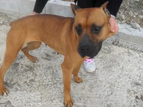 Cruza de boxer con pitbull - Imagui