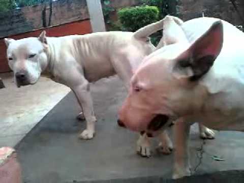 CRUZA PIT BULL E BULL TERRIER - YouTube