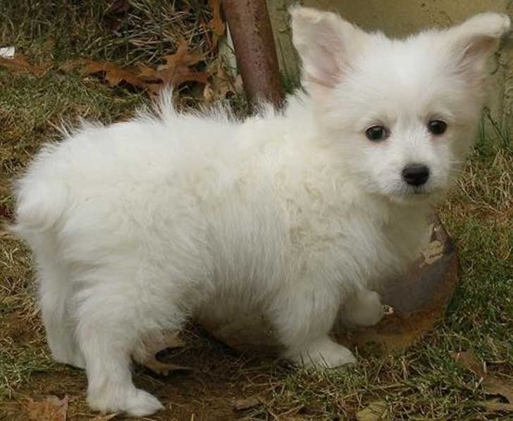 Cruzas de razas de perros que simplemente te enamoraran Cruzas de razas de perros que simplemente te enamoraran