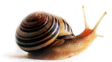 caracol.jpg