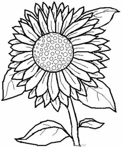 csunflower2.jpg?imgmax=640