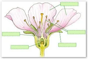 Cuaderno de Ciencias Naturales: LAS PARTES DE LA FLOR Cuaderno de Ciencias Naturales: LAS PARTES DE LA FLOR