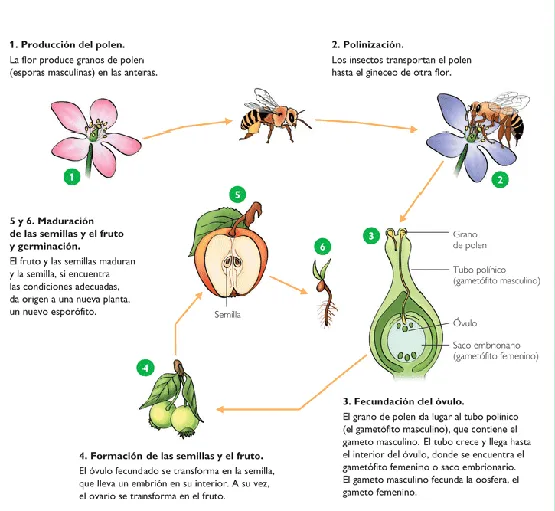 Cuaderno de Ciencias Naturales: LA REPRODUCCIÓN EN LAS PLANTAS