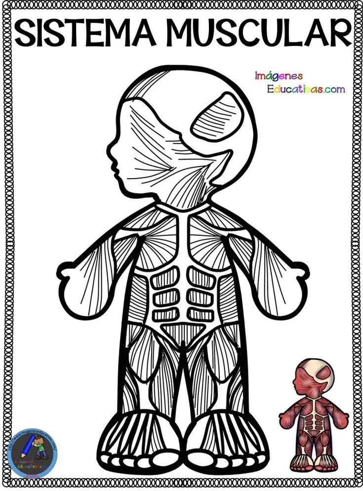 Cuaderno del Cuerpo Humano para colorear - Imagenes Educativas | Sistemas del cuerpo humano, Cuerpo humano, Aparatos del cuerpo humano Cuaderno del Cuerpo Humano para colorear - Imagenes Educativas | Sistemas del cuerpo humano, Cuerpo humano, Aparatos del cuerpo humano