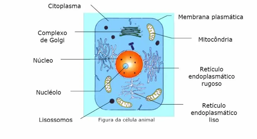 CUADERNO DIGITAL DE YULI ANDREA RAMIREZ: LA CÉLULA ANIMAL CUADERNO DIGITAL DE YULI ANDREA RAMIREZ: LA CÉLULA ANIMAL