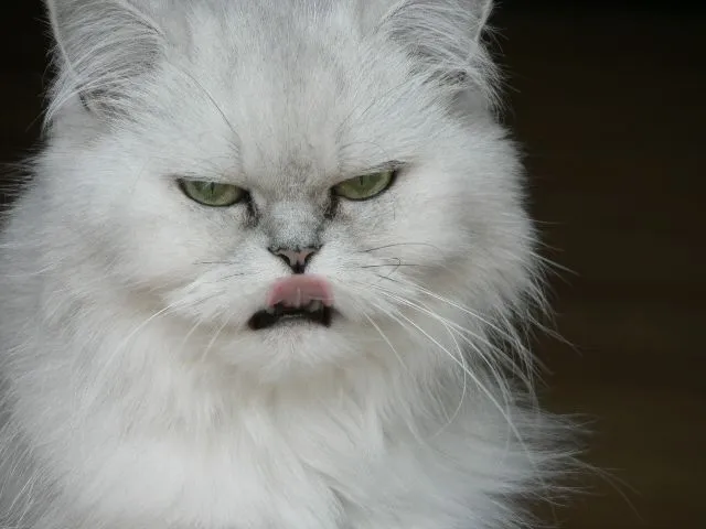 Cuaderno de notas de A.T.: LA LENGUA DE LOS GATOS Cuaderno de notas de A.T.: LA LENGUA DE LOS GATOS