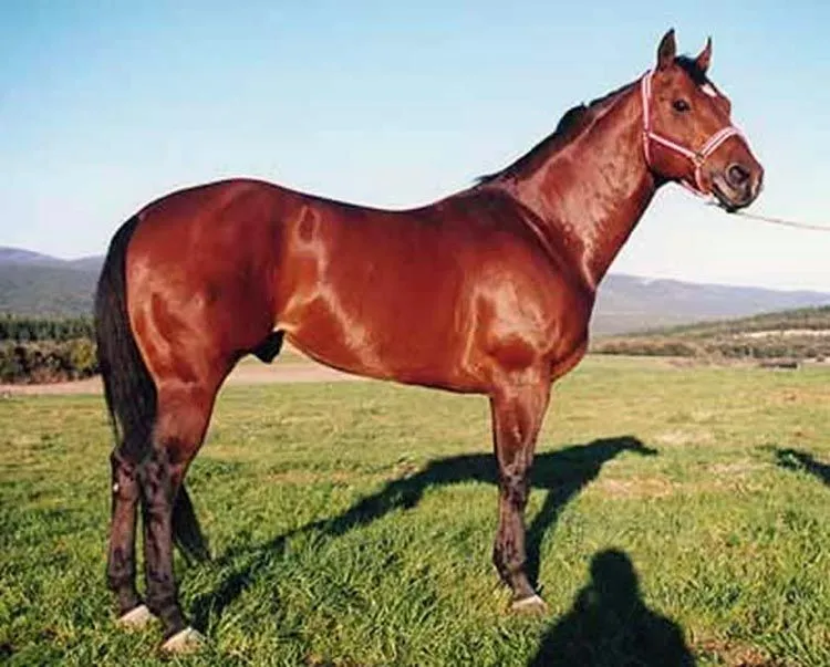 Cuadra de caballos histórica de Pablo Hermoso de Mendoza