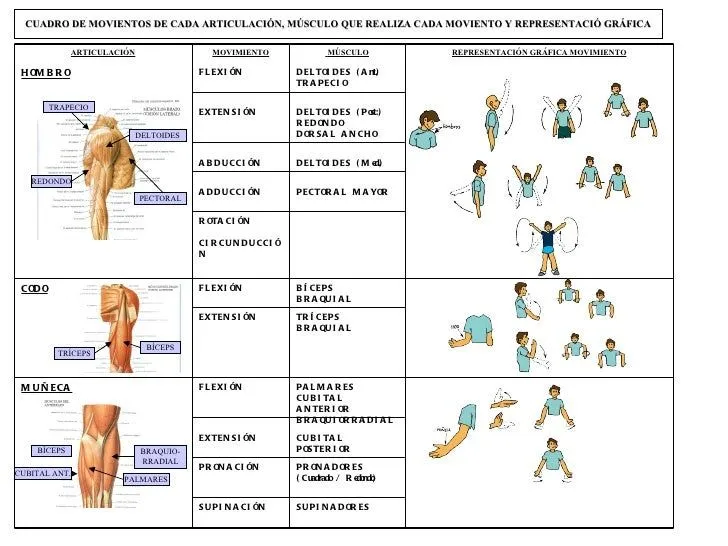 cuadro-movimientos-articulares ...