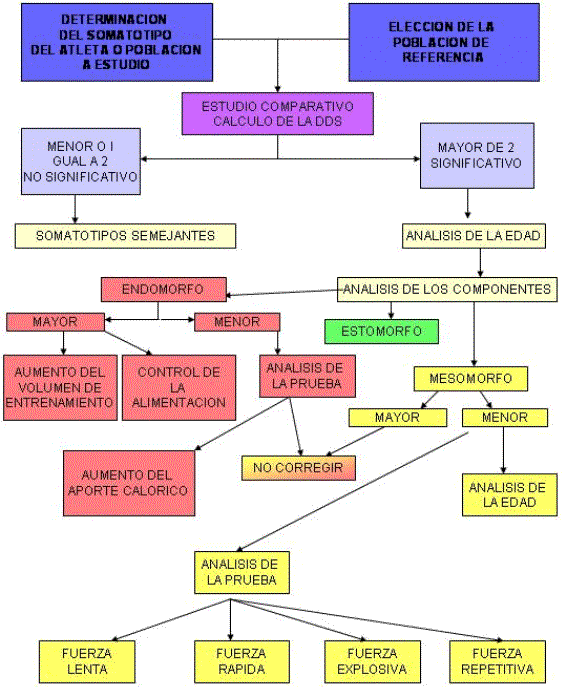 Correlación entre los componentes del somatotipo y la composición ...