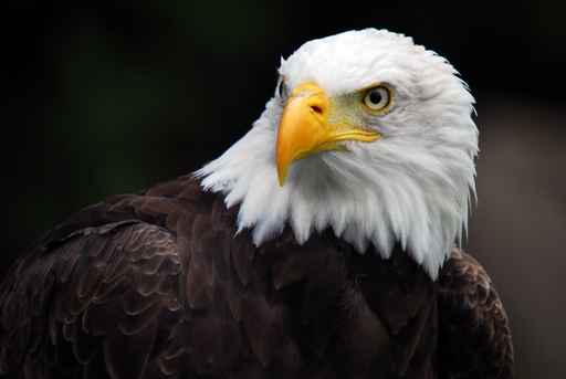 Cuadros Animales Aguila