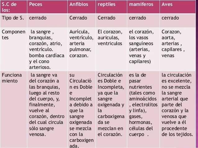 Cuadros comparativos de los sistemas circulatorio