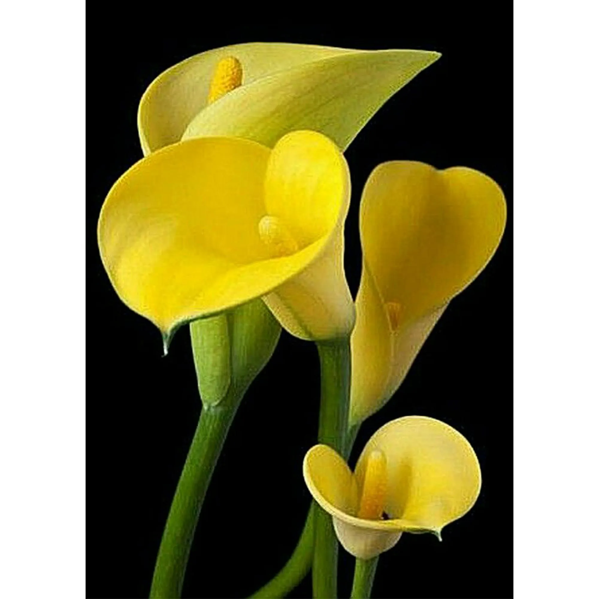 Cuadros Decorativos (DF4297) 5D DIY Taladro Completo Pintura Diamante Flores Punto de Cruz Kits de M Likrtyny embutido en tela | Walmart en línea Cuadros Decorativos (DF4297) 5D DIY Taladro Completo Pintura Diamante Flores Punto de Cruz Kits de M Likrtyny embutido en tela | Walmart en línea