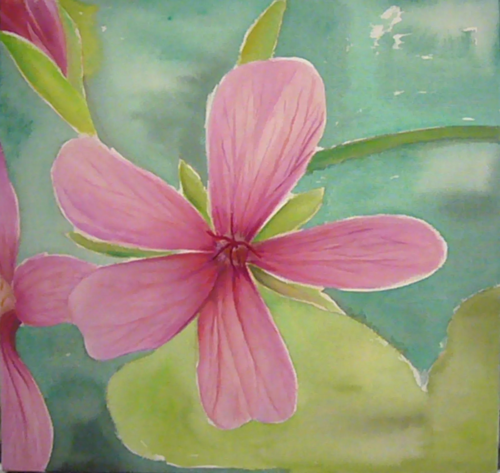 Cuadros con Flores: CUADROS