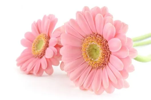 flores_rosas_muralesyvinilos_ ...