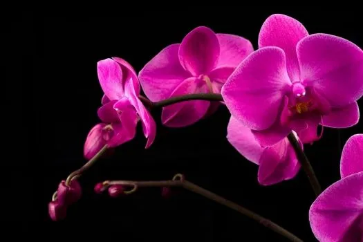 FLORES SOBRE FONDO negro - Imagui