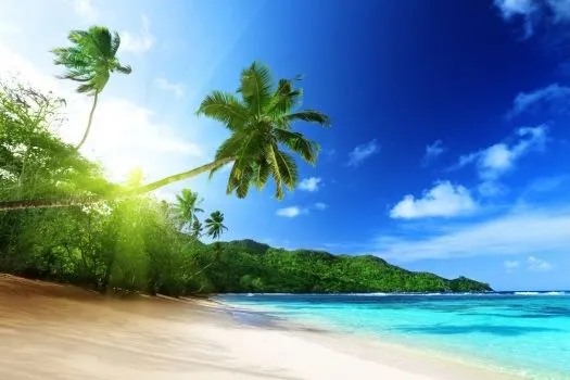 Playa_palmera_torcida_ ...