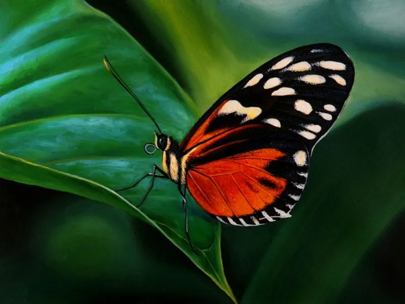 Paisajes y Bodegones: PAISAJES CON MARIPOSAS AL OLEO Paisajes y Bodegones: PAISAJES CON MARIPOSAS AL OLEO